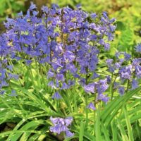 2025 Spring Bouquet Subscription (DELIVERY) - Image 7